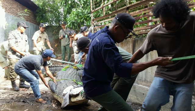 Evakuasi buaya1
