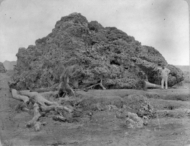 COLLECTIE_TROPENMUSEUM_Groot_brok_koraal_uit_zee_dat_bij_Anjer_op_land_is_geworpen_na_de_uitbarsting_van_de_Krakatau_in_1883._TMnr_60005541