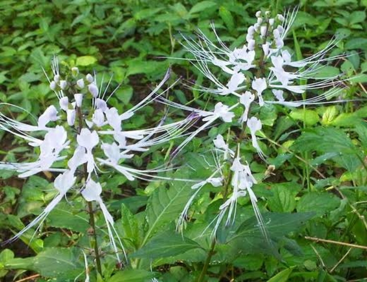 Cara merebus daun kumis kucing untuk infeksi saluran kencing