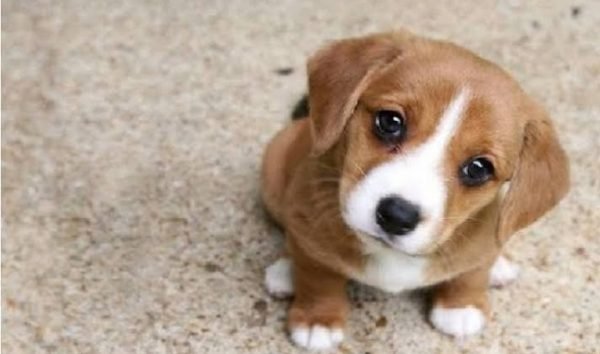 Anjing | BantenNews.co.id -Berita Banten Hari Ini