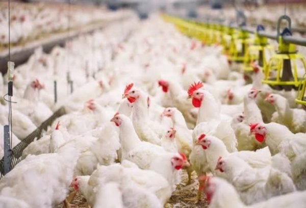 Belum Juga Kelar Wabah Virus Corona Flu Burung Muncul Lagi Di