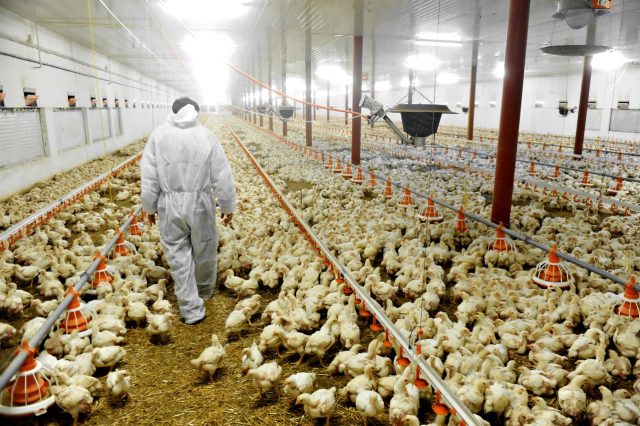 Image Peternakan Ayam 1