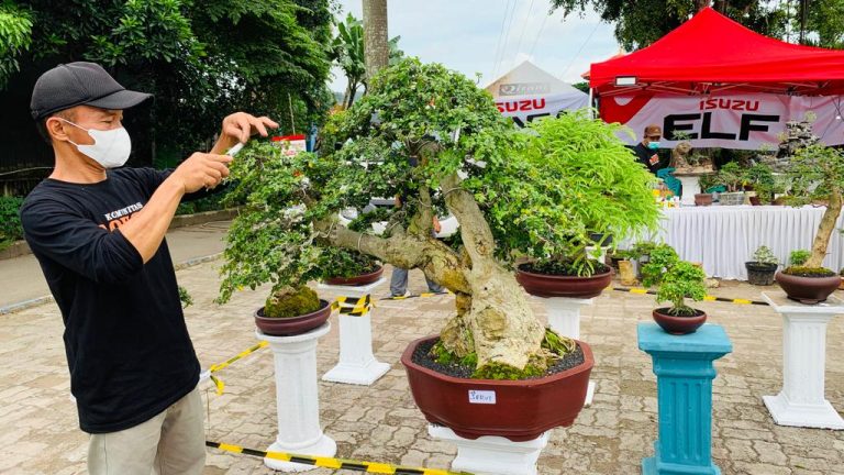 Ratusan Bonsai Cantik Terpajang di Kantor Kecamatan Kramatwatu, Harganya Hingga Puluhan Juta