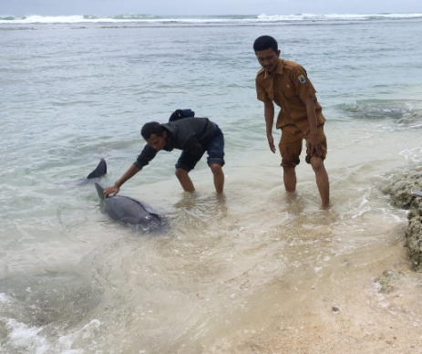 Warga sedang mengevakuasi ikan lumba-lumba yang terdampar.