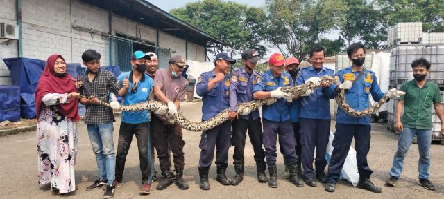 Sebuah pabrik mainan PT. Indonesia Harapan Harmonis yang berada di Desa Sukaasih, Kecamatan Pasar Kemis Kabupaten Tangerang disambangi ular piton sepanjang 5 meter.