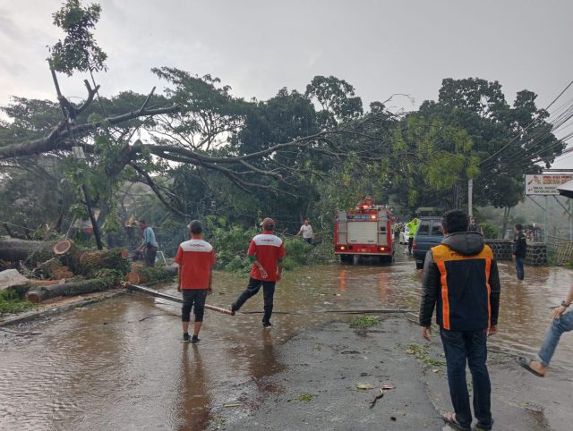 Petugas dari BPBDPK Kabupaten Pandeglang bersama UPT PPJ PUPR Provinsi Banten Wilayah Pandeglang sedang memotong pohon tumbang yang terjatuh ke tengah jalan.