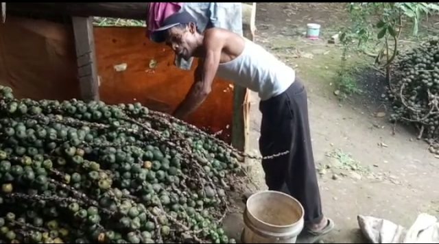 Anang saat menyiapkan buah aren yang akan dibuat kolang-kaling. (Foto: Sandi/Bantennews.co.id)