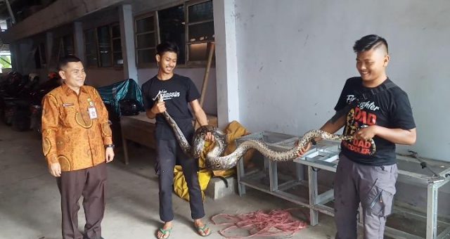 Petugas BPBDPK Kabupaten Pandeglang mengamankan ular Piton sepanjang 3 meter di salah satu pondok pesantren.