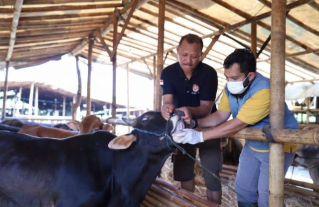 Hewan Kurban, Sapi