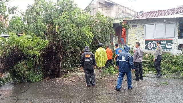 Relawan BPBD Lebak dibantu TNI-Polri dan warga saat mengevakuasi pohon tumbang.